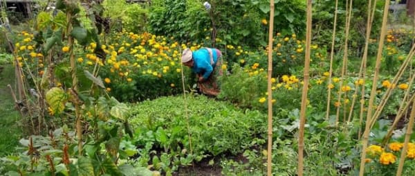 Growing together - how communal gardens build resilience