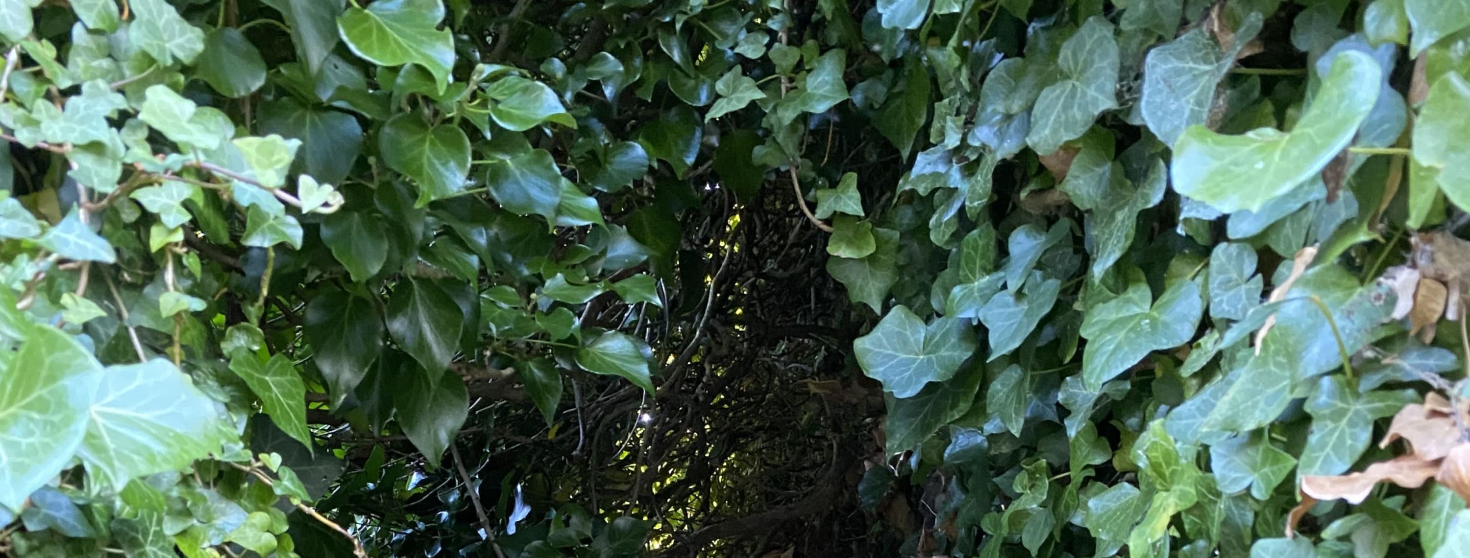 The Pennine Spring Music