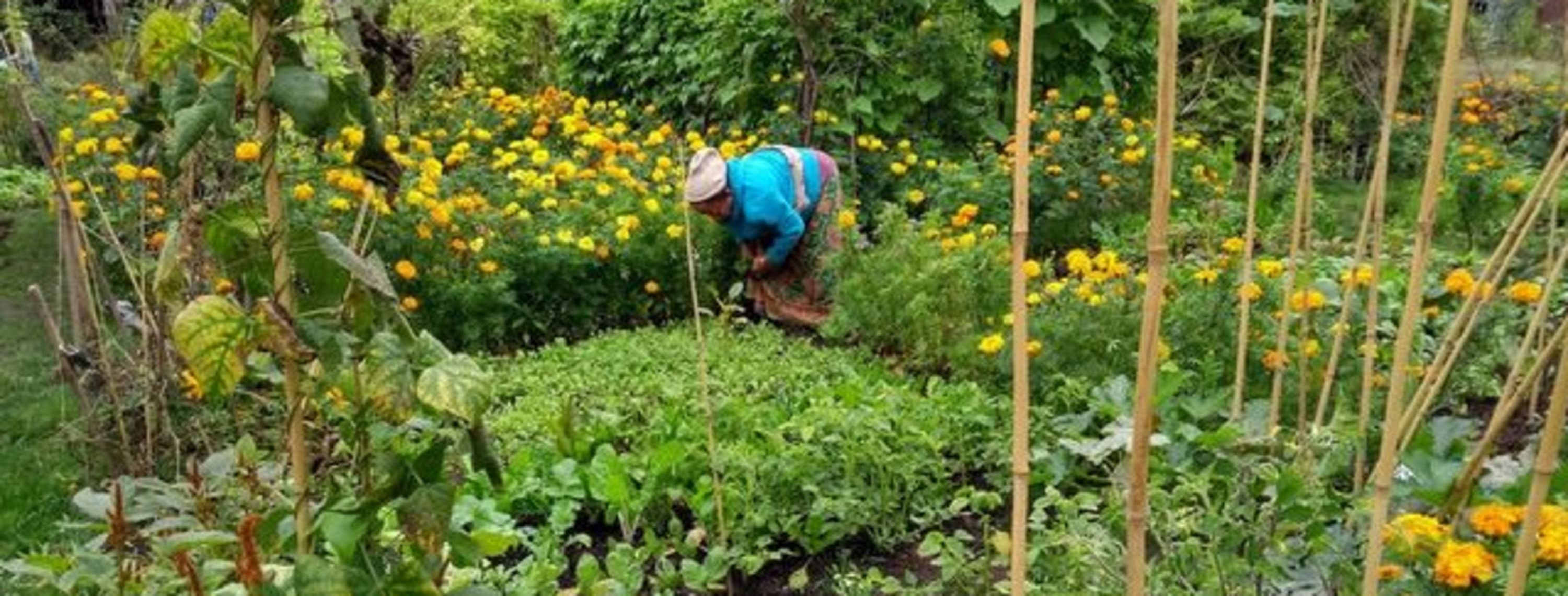 Growing together - how communal gardens build resilience
