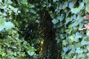 The Pennine Spring Music