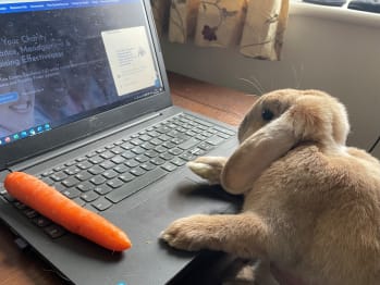 A rabbit sitting at a laptop